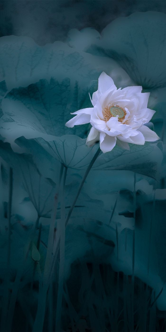 荷花四屏-01