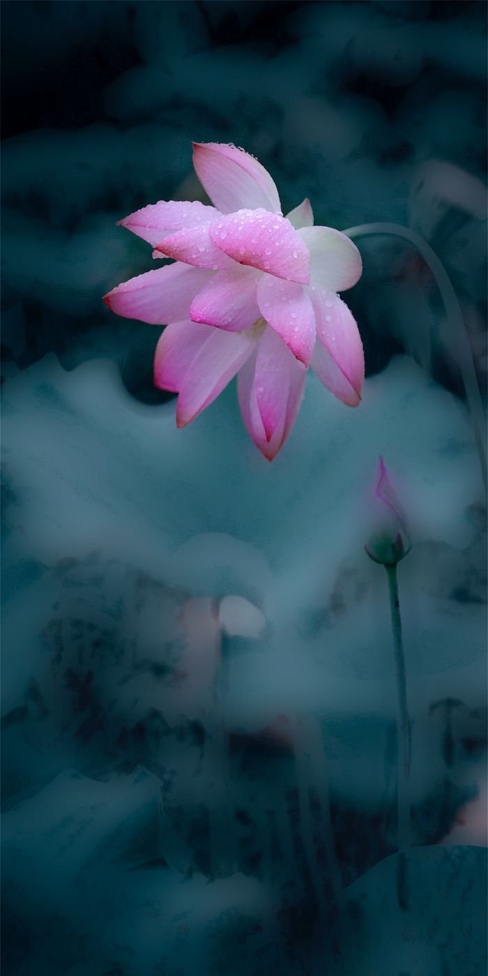 荷花四屏-02