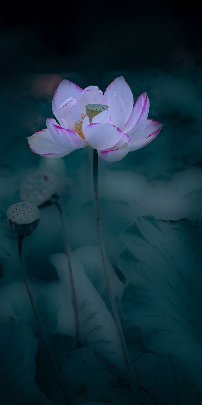 荷花四屏-04